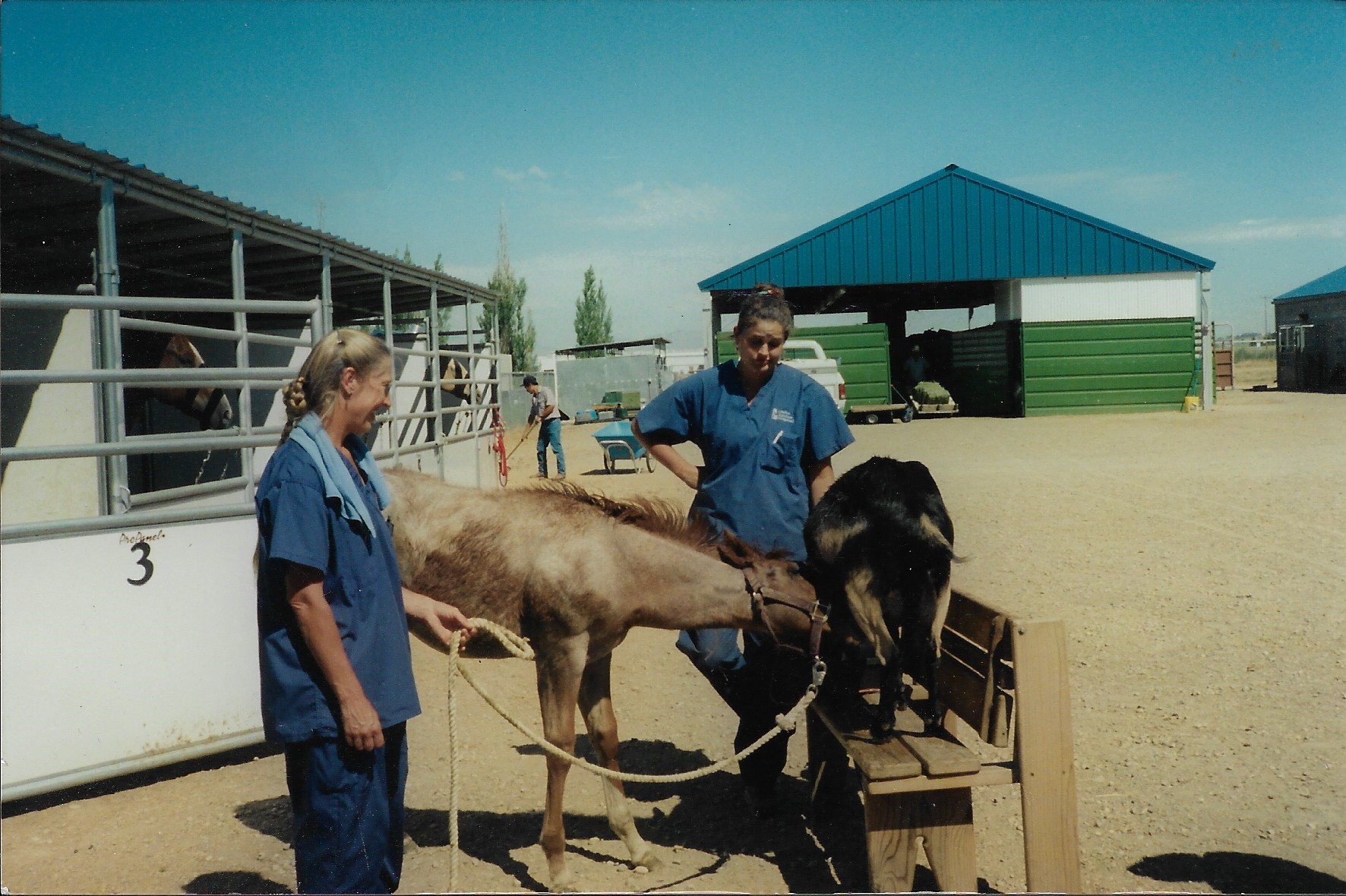 goat suckling foal